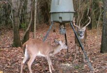 10 Tips for Setting Up and Maintaining Your Deer Feeder