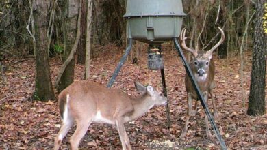 10 Tips for Setting Up and Maintaining Your Deer Feeder