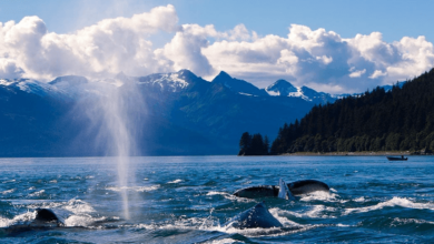 The Role Of Naturalists On Whale Watching Tours In Juneau