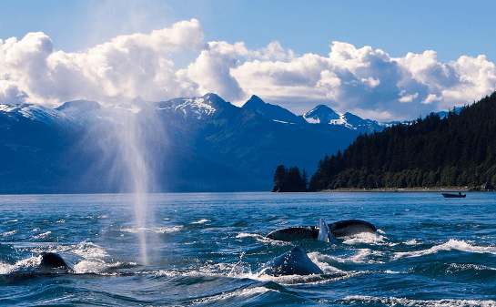 The Role Of Naturalists On Whale Watching Tours In Juneau
