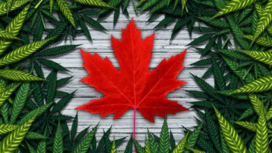 Canada has emerged as a global pioneer in the realm of cannabis legalization. In 2018, it became the second country in the world