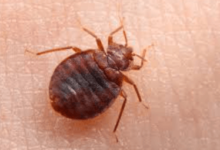 Say Farewell to Bed Bugs in Sydney: How Pest Removal Services Can Come to the Rescue