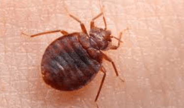Say Farewell to Bed Bugs in Sydney: How Pest Removal Services Can Come to the Rescue
