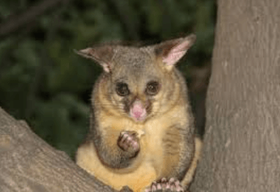 Criteria to Consider When Choosing a Possum Control Service in Sydney