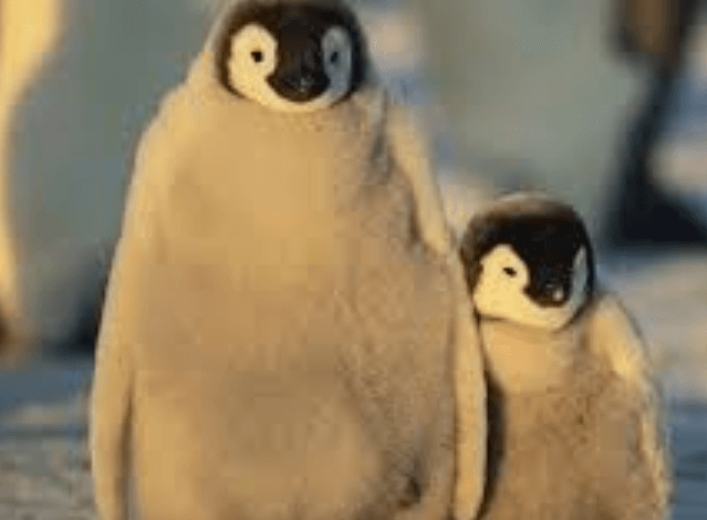 Cutesypenguin95: Social Media Username