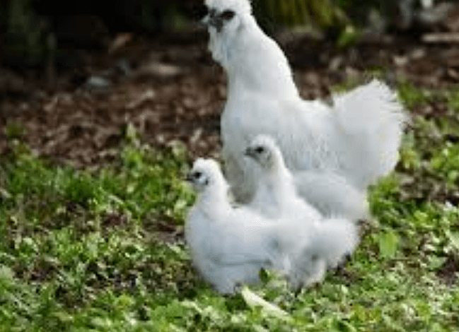 Picukincom: Custom Online Profile