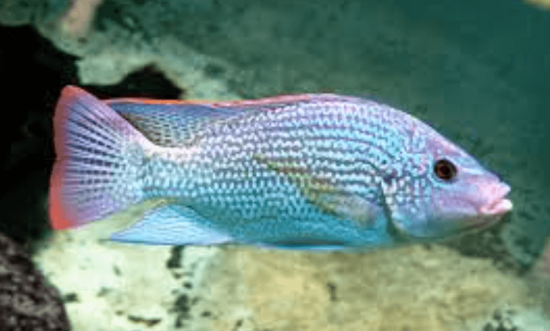 Reecieospieceios: Custom Online Profile