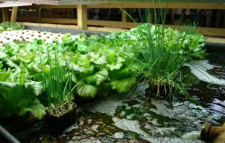Aquaponics Systems: Combining Fish and Vegetables