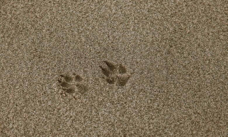 numbered phone leaving traces