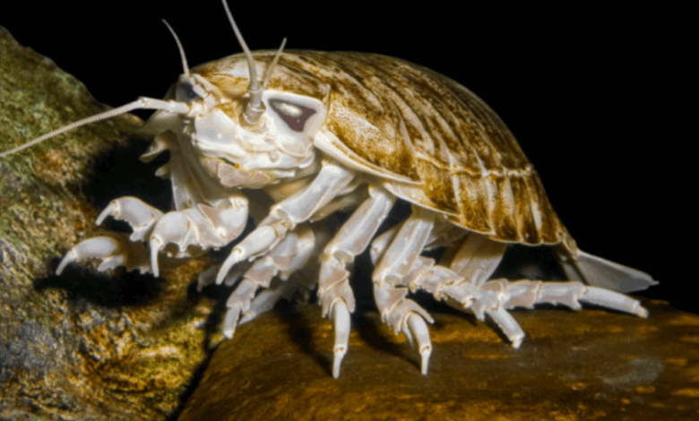 From Deep Sea To Desert Sands: Isopod Amazing Adaptations