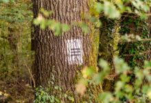 number s rise to fame