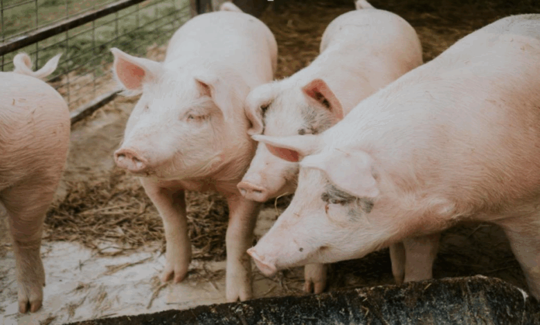 How to Improve Pig Weight Gain with Supplements