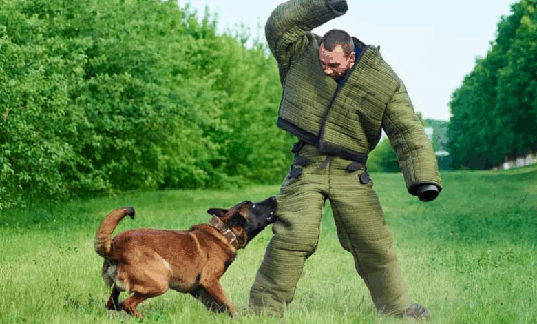 Understanding Dog Bite Claims: What You Need to Know