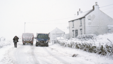 Experts Warn: Milder Winters Fuel Pest Explosion