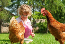 What Backyard Chickens Can Teach Us About Social Health