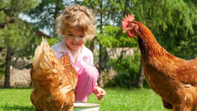 What Backyard Chickens Can Teach Us About Social Health