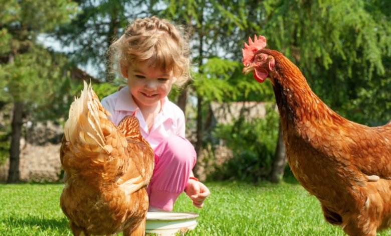 What Backyard Chickens Can Teach Us About Social Health