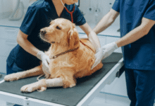 Top Pet Care Trends at Petbook Veterinary Clinic Every Pet Owner Should Know