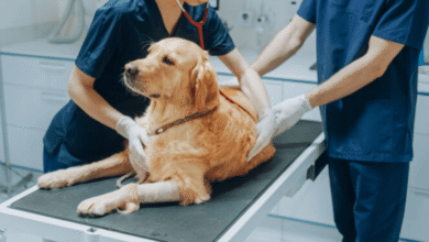 Top Pet Care Trends at Petbook Veterinary Clinic Every Pet Owner Should Know