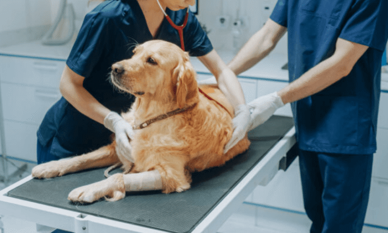 Top Pet Care Trends at Petbook Veterinary Clinic Every Pet Owner Should Know
