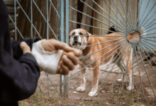 What Details to Document at the Scene of a Serious Dog Attack