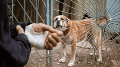 What Details to Document at the Scene of a Serious Dog Attack