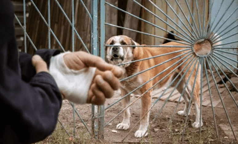What Details to Document at the Scene of a Serious Dog Attack
